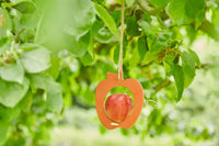 Voederhuisje appel vogels uit bamboevezel vintage maroon